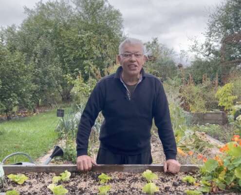 Plantation salade automn