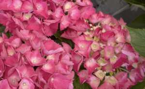 Hortensia macro